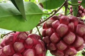 如何选择适合播种黑老虎的时间？（黑老虎播种，关键在时间；懂这些，收获更丰！）