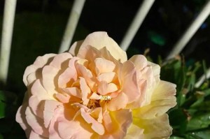 玫瑰花开花了怎么修剪（玫瑰花修剪方法及注意事项）