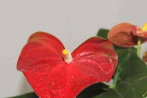 红掌花的危害（了解红掌花的毒性对身体健康至关重要）