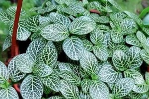 如何科学浇水网纹草（浇水间隔、水量、水质、浇水时间应该如何把握？）