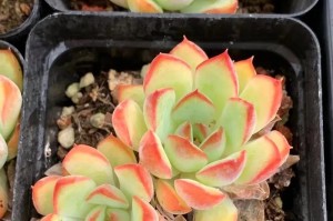 多肉植物——热带气息中的美丽异客（一探多肉植物的神秘面纱）