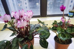 萝卜海棠的浇水方法及注意事项（保持适度湿润，避免过度浇水——萝卜海棠的生长关键）
