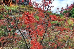 火棘的发芽与生长过程（了解火棘的生长规律，科学种植）