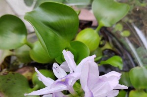 以凤眼莲怎么种——解析栽培技巧与养护要点（打造盛开花海，体验自然之美）