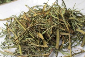 软肝草与铁甲草的区别（从形态、生长环境、药用功效等方面对比）