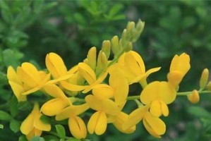 金雀花的花期时间（盛放、开花、落叶——金雀花的花期全解析）