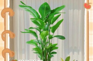 鹤望兰不开花该如何解决（鹤望兰不开花可能的原因及解决方法）