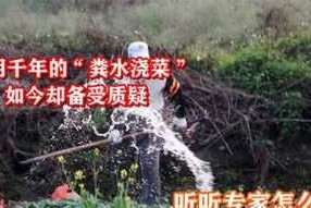 洗米水可以浇菜吗？（探究洗米水的营养价值与植物生长。）