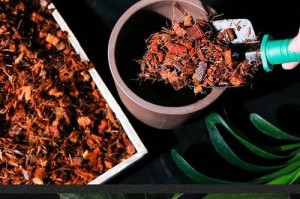 椰糠土养花，兰花亦可！（用椰糠土种兰花的好处与注意事项）