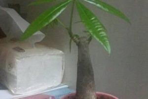 如何合理换盆，让发财树茁壮成长（发财树换盆时间、方法、技巧全攻略）
