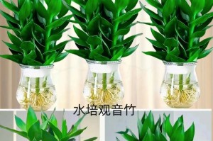 红观音竹的养殖技巧（打造优美绿色家居环境）