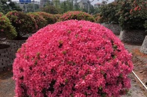 皋月杜鹃的养殖方法和养护要点（打造迷人花园，从皋月杜鹃开始）