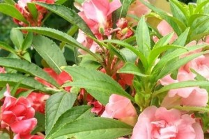 凤仙花的浇水与季节变化（春夏秋冬，几天一次最适宜）