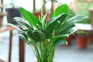 探秘白掌水培的养殖方法与注意事项（打造清新生态，种植自己的家园）