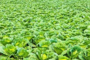 尖包菜种植全攻略（最佳播种时间、种植技巧、管理要点详解）