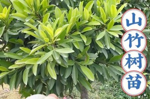 山竹果树的育苗技术（掌握山竹果树育苗技巧，打造丰收果园）