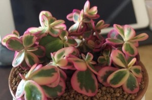 探秘太阳花——一种迷人的多肉植物（从生长环境到养护技巧，一切尽在掌握）