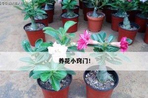 鸡蛋水浇花的正确方法（科学配比，营养充足）