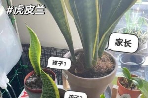 兰花换盆后的浇水技巧（掌握正确的浇水频率，让兰花健康成长）