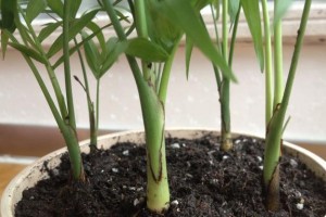 如何给富贵椰子施肥？（选用合适肥料，让富贵椰子茁壮成长）