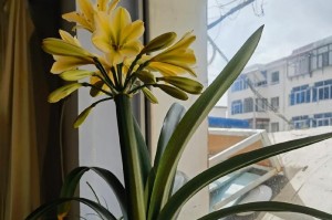 君子兰开花预示着什么意思（花语解读及养护技巧）