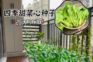 盆栽种菜，打造居家小菜园（适合种植的菜品及技巧）