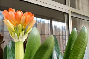 君子兰开花意味着什么？（花开富贵，寓意深远）
