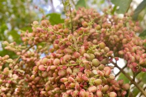 黄果树——一种热带果树（特点、种植、果实、品质、药用、营养、繁殖、保护）