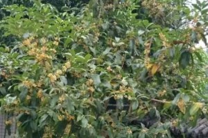 认识桂花树（了解桂花树的生长特点和用途，感受其美丽与魅力）