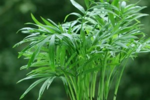 袖珍椰子的生长特点（揭秘袖珍椰子的成长速度与生长环境）