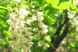 国槐开花之色彩缤纷（探秘国槐花的颜色和特点）