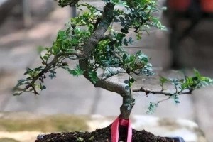 清香木养殖的方法与技巧（掌握养殖清香木的关键，享受自然馨香）