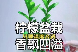 柠檬盆栽（探索柠檬盆栽的种植技巧和养护要点）