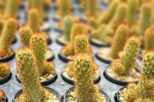 夏天万重山的养护技巧（打造美丽的花园）