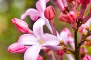 丁香花，不只是一朵花！（探究丁香花的种类、生长习性及药用价值）