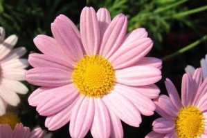 花语暗示的爱——关于暗恋的花语（探寻花语中暗示的爱情信息，了解更多关于暗恋的秘密）