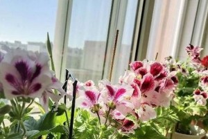 天竺葵是多年生植物吗？（天竺葵的生命周期及特点）