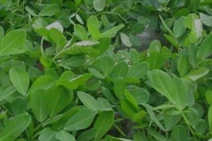 春花生收获时间及收获技巧（一年一次的金秋收成，打造最美春花生）