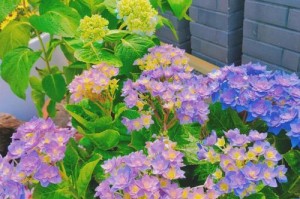 四季梅种子发芽全过程（揭秘四季梅种子发芽的时间和方法）