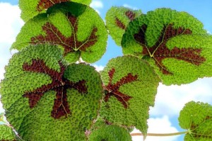 红泥的植物种植之道（适合种植的植物类型、种植前的准备工作以及养护技巧）