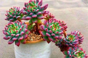 室内好养的花卉盆栽（15种易养植物带来清新气息）