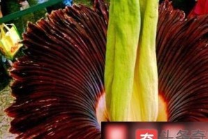 闻香识恶？世界上最臭的花你见过吗！