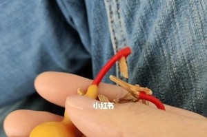 葫芦的阳光防晒（晒不得的秘密，如何让葫芦避免受阳光伤害？）