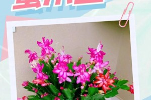 蟹爪兰开花时间和技巧详解（如何让蟹爪兰花期更长？）