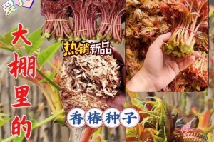 小香椿种植全攻略（从种子到翠绿叶丛，打造属于自己的小香椿花园）