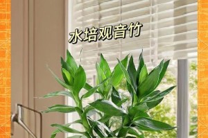 观音兰花的养殖技巧（以观音兰花怎么养为主题，分享养殖经验和注意事项）