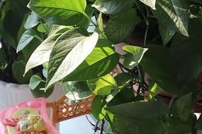 婴儿房间绿色装饰趋势（适合婴儿房间的植物种类和布置技巧）