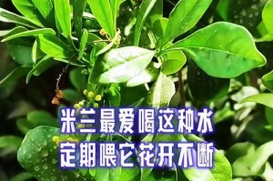 米兰花有米粘液的治疗方法（探索有效治疗米兰花米粘液问题的方法）