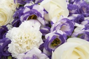 白康乃馨花语及祝福意义解读（探索白康乃馨的含义及用途，祝福人们在各种场合的生活）