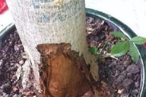 发财树烂根（探讨发财树烂根的原因及解决办法）
